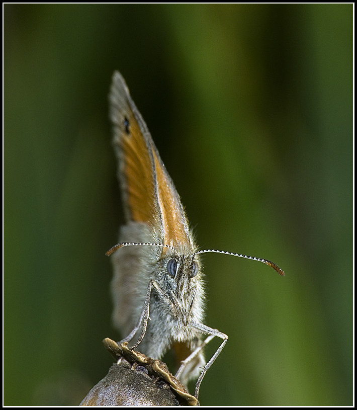 Che c'hai da guardare ?