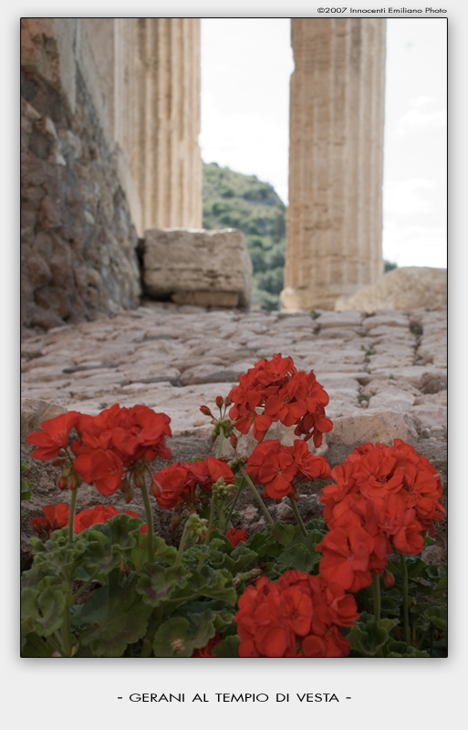 Gerani al Tempio di Vesta