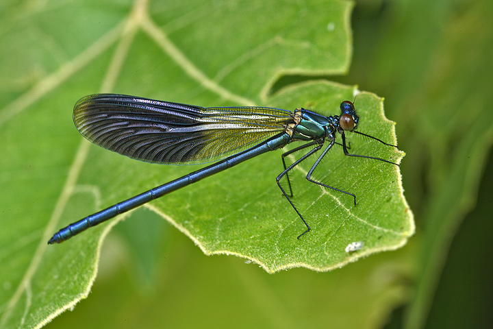 Calopteryx splendes