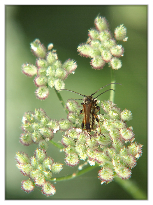 Insettini indaffarati