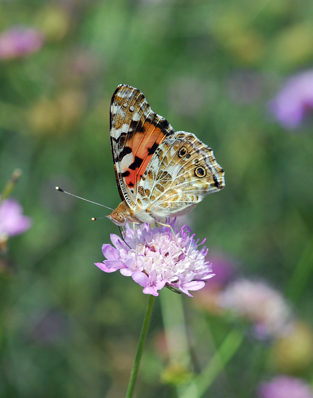 Farfalla (Sempre lei)