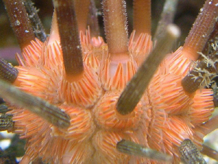 Stilocidaris affinis