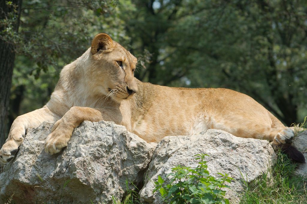 Regina della foresta