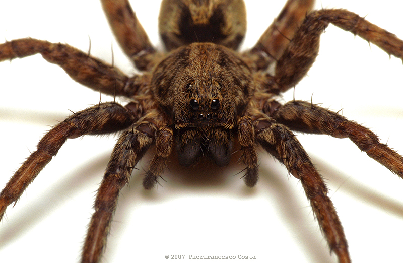 Wolfspider
