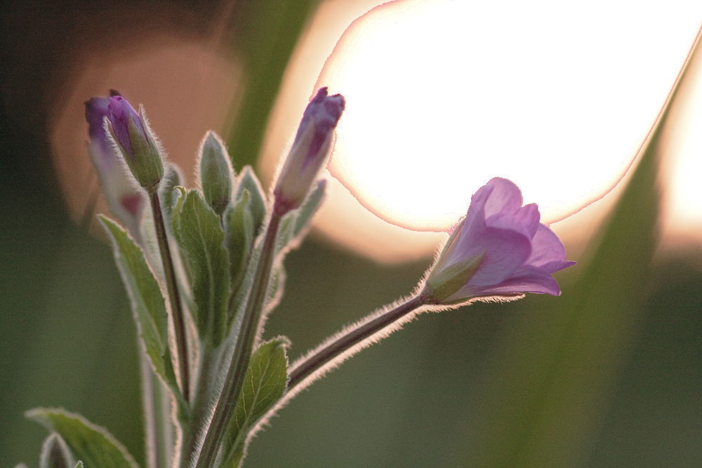 fiore al tramonto(controluce)