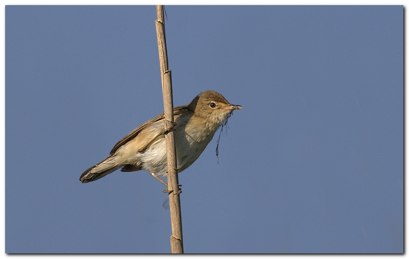 cannareccione o cannaiola?