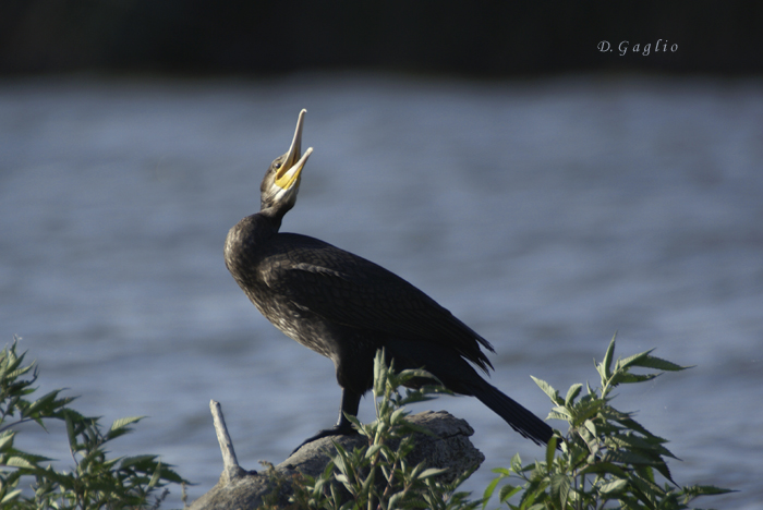 Cormorano