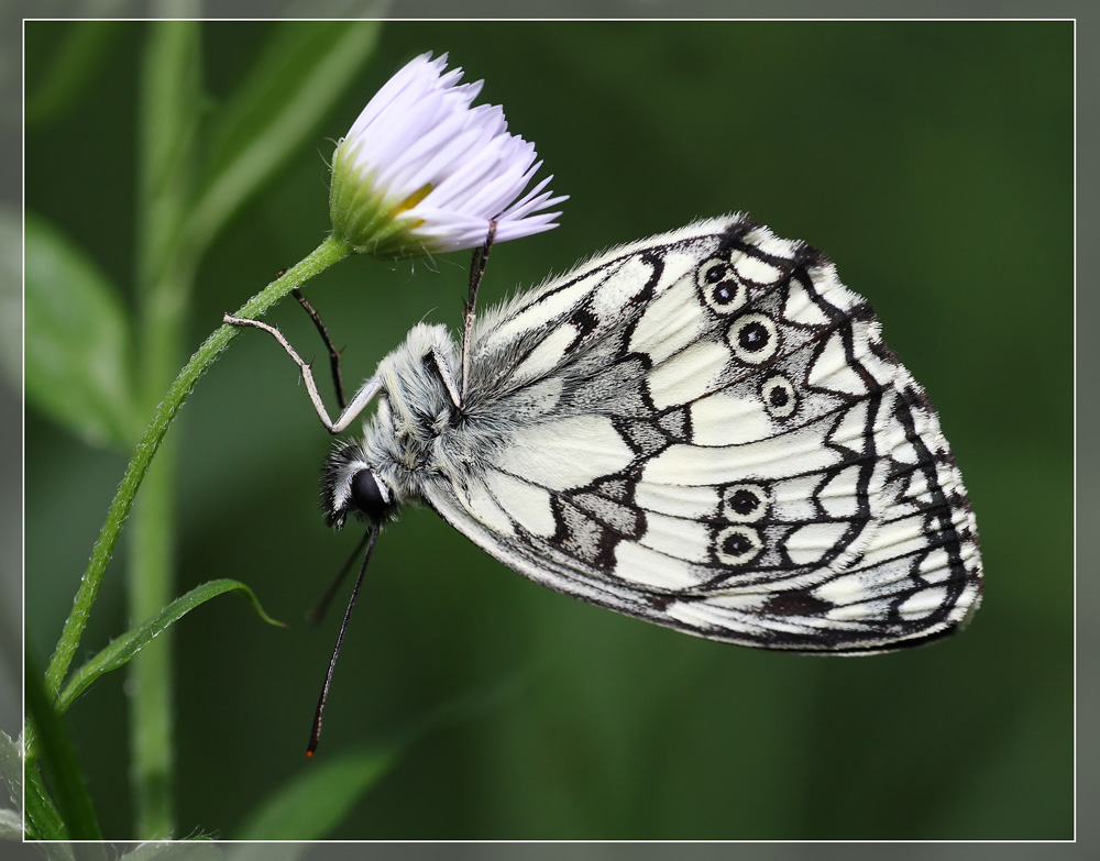 melanargia-galathea