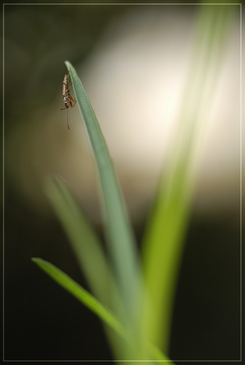 Good Fellow (Albert)