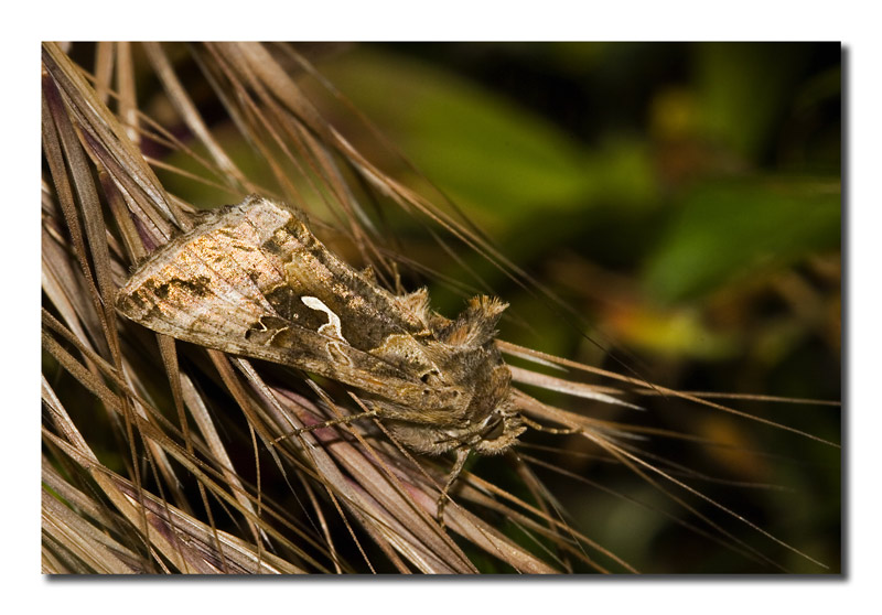 Autographa gamma