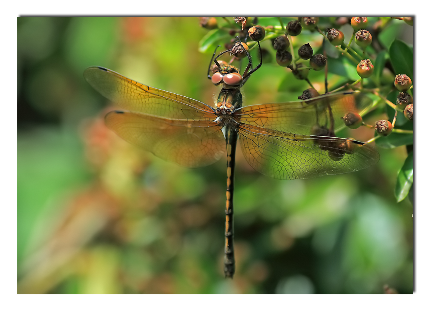 dragonfly in sunlight