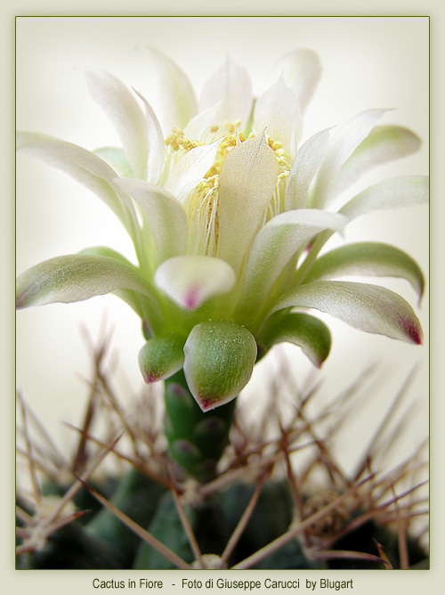 Cactus in Fiore