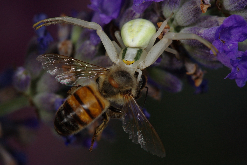 Nella morsa del ragno
