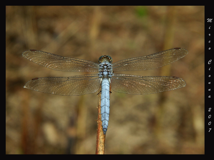 Libellula azzurra