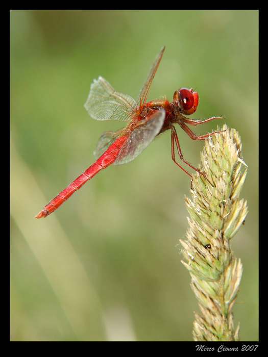Libellula rossa