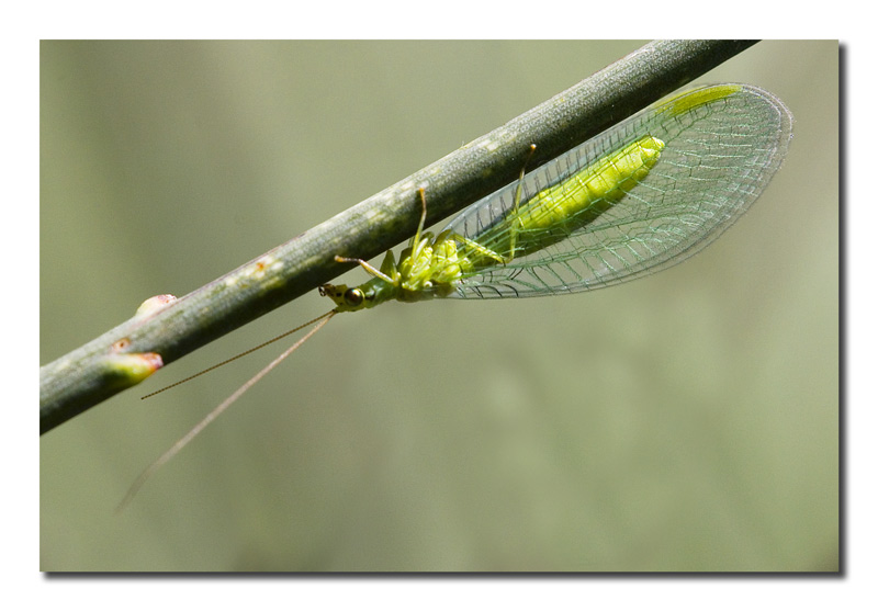 Chrysopa formosa (Neurotteri)