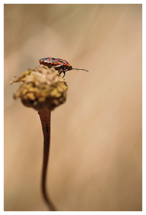 Da in cima all'albero