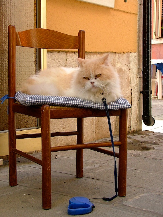 "ho proprio voglia di passeggiare"