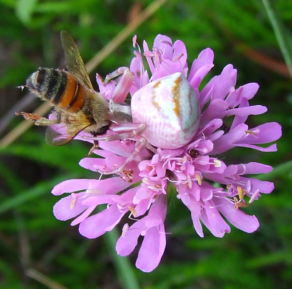 La morte si tinge di ROSA!
