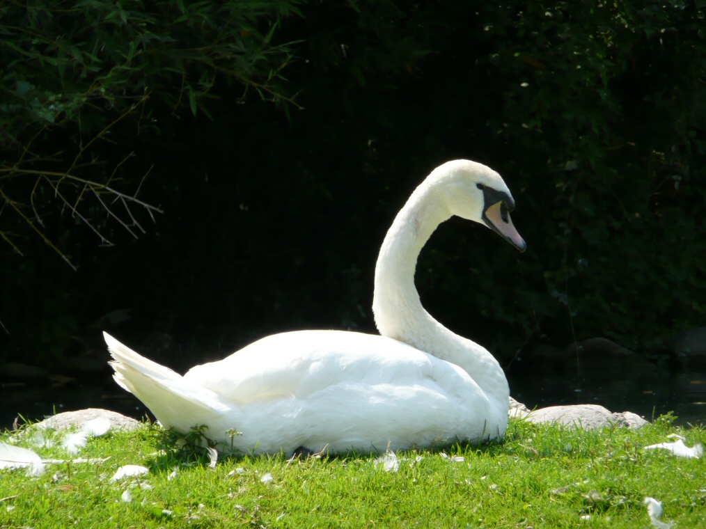 Un cigno...all'asciutto.