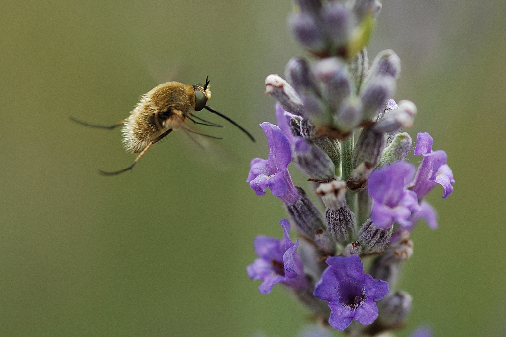 In Volo Vicino al Fiore