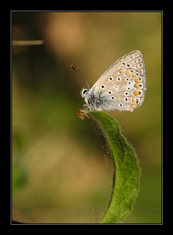 Posso farcela (licenide)