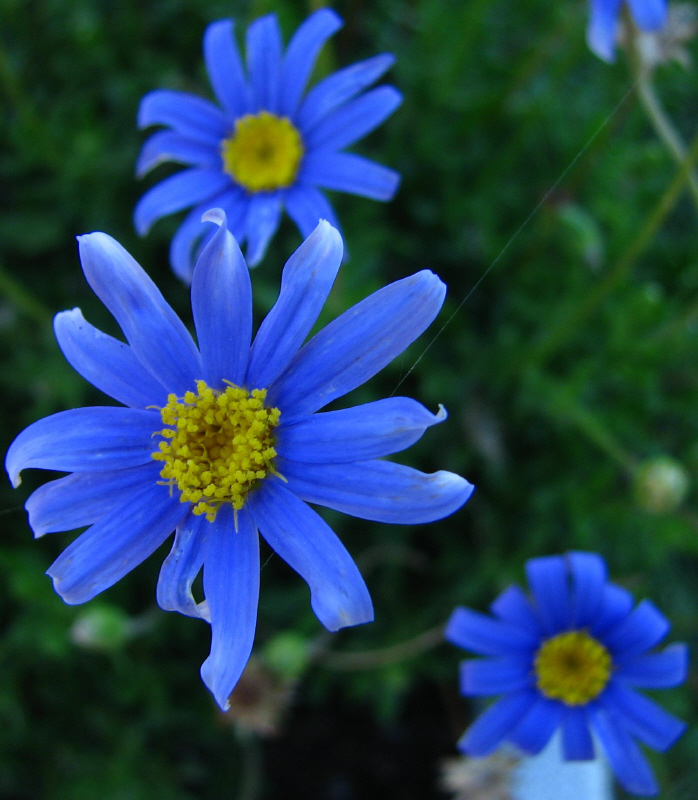 nel blu dipinto di blu