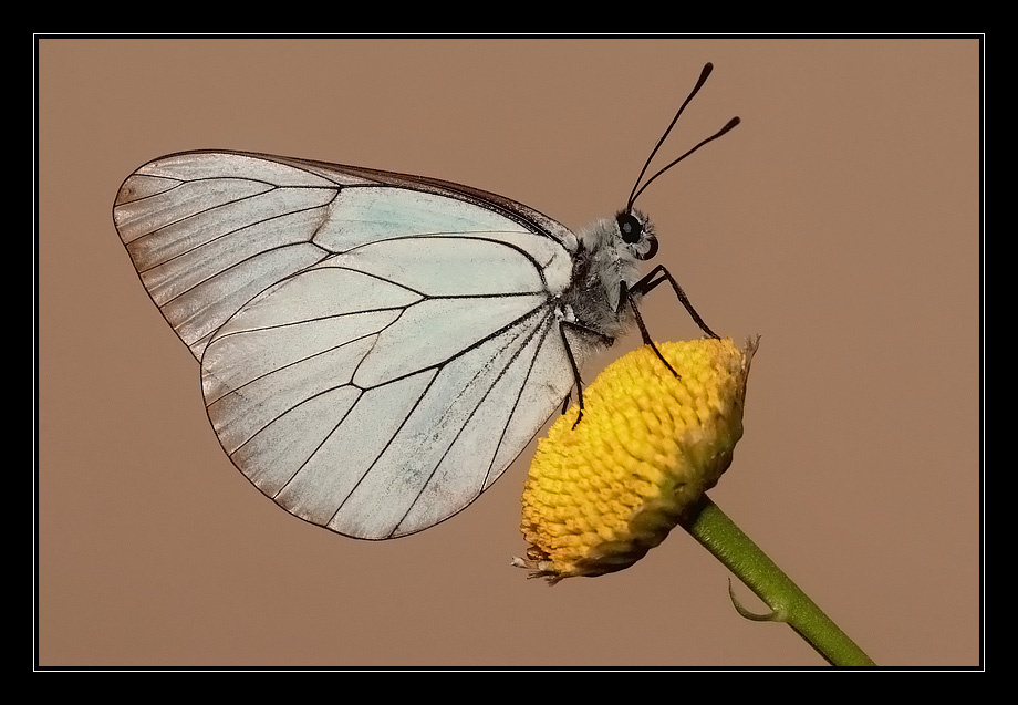 Aporia crataegi