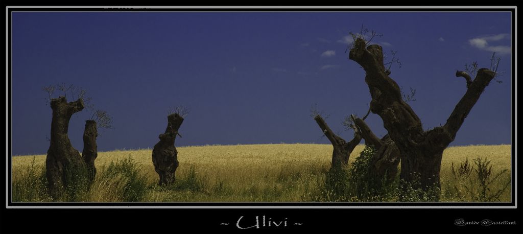 Ulivi