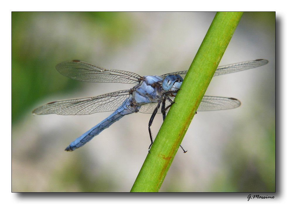 Libellula 3