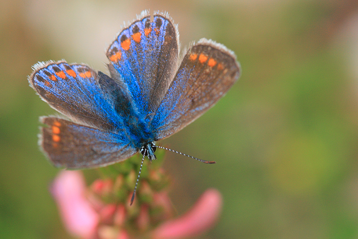 NonSoloFoto - Umbria 07 - Macro 3