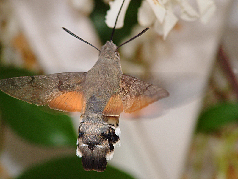 sembro un colibr�...