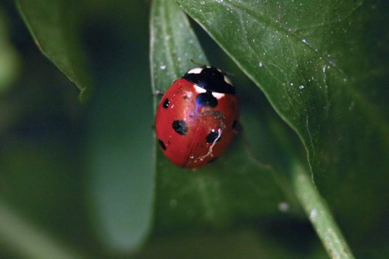 coccinella