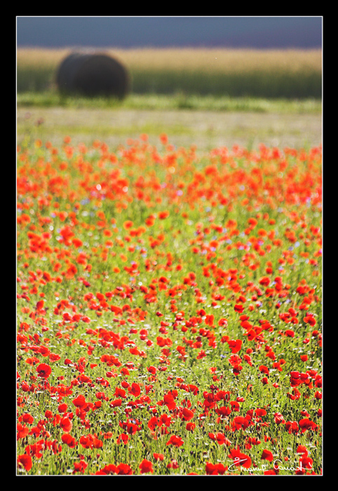 ...ancora papaveri...