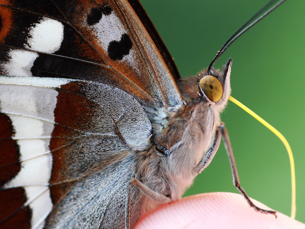 Near the butterfly!!