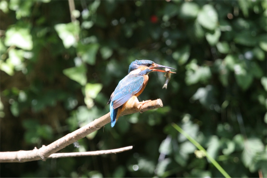 Martino che ha appena Pescato