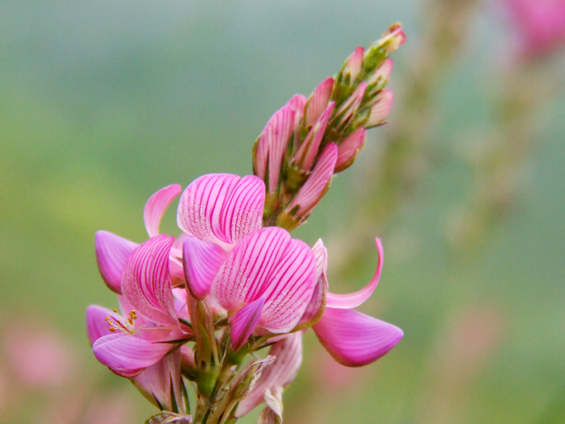 Inrosa- NonSoloFoto-UMBRIA 15-17 Giugno # 6