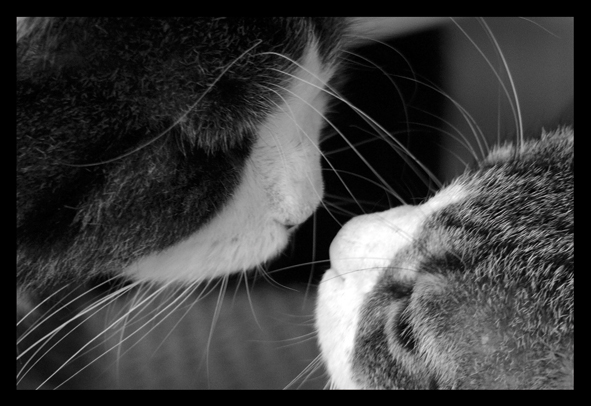 m'ama o non m'ama???