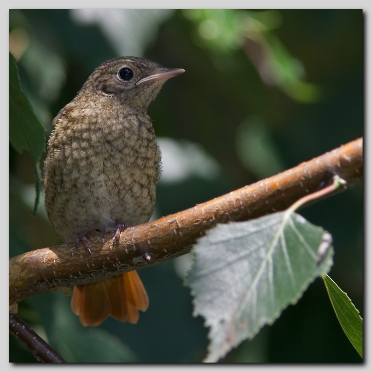 Indovinate come mi chiamo!