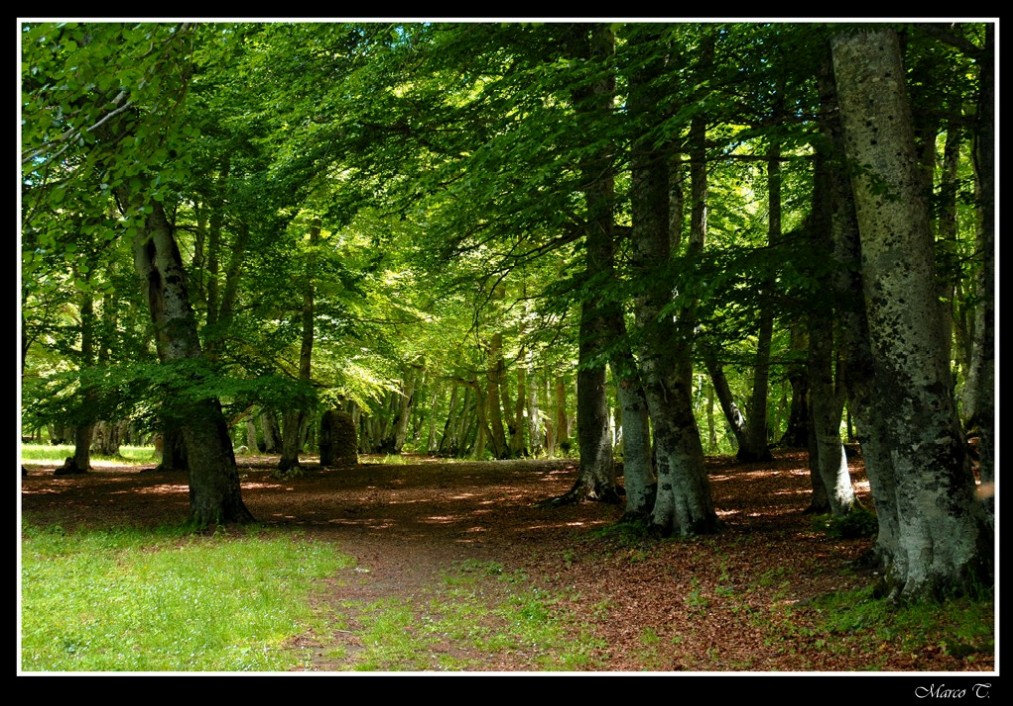 Bosco di S. Antonio