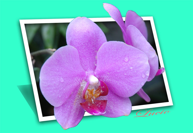 Orchidea