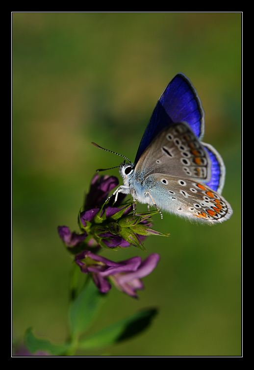 Di sole e d'azzurro. (Licenide)