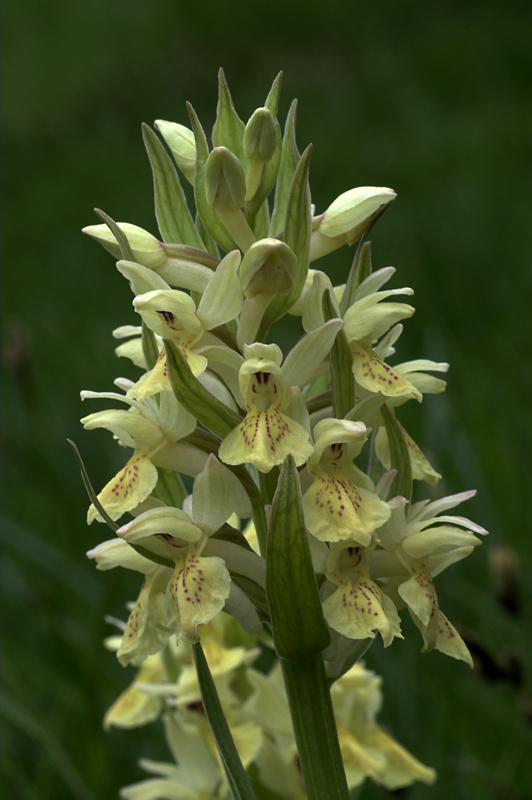 Orchidea alpina