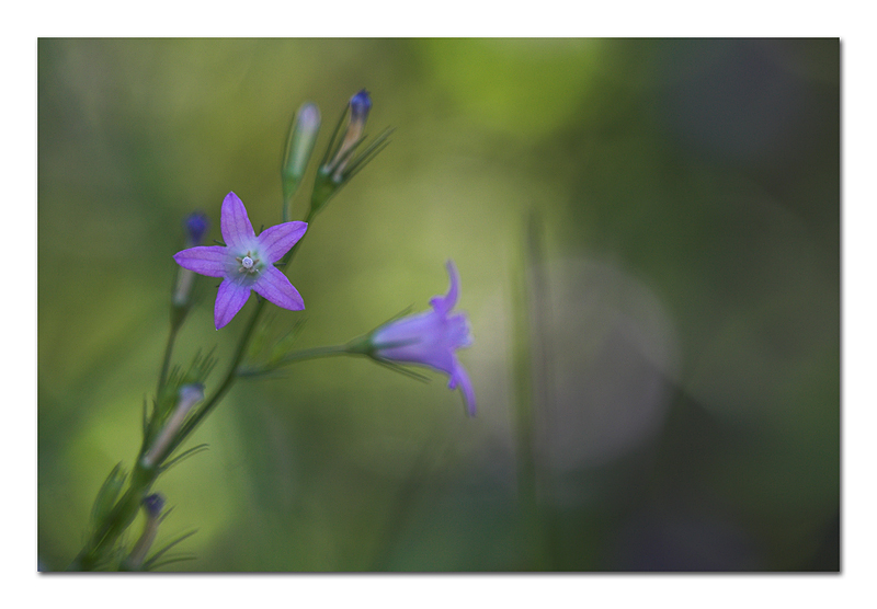 Stella che non brilla