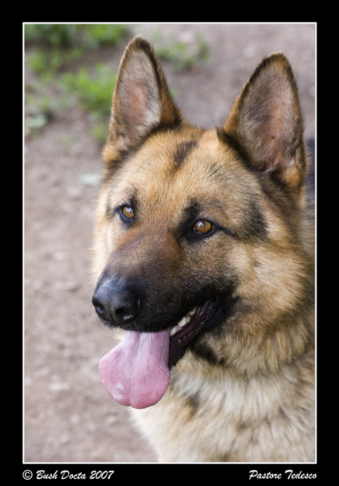 Pastore Tedesco