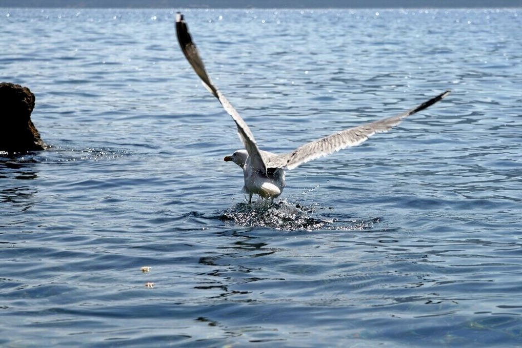la partenza del gabbiano
