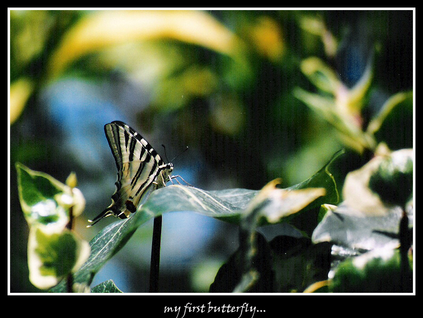My fisrt butterfly