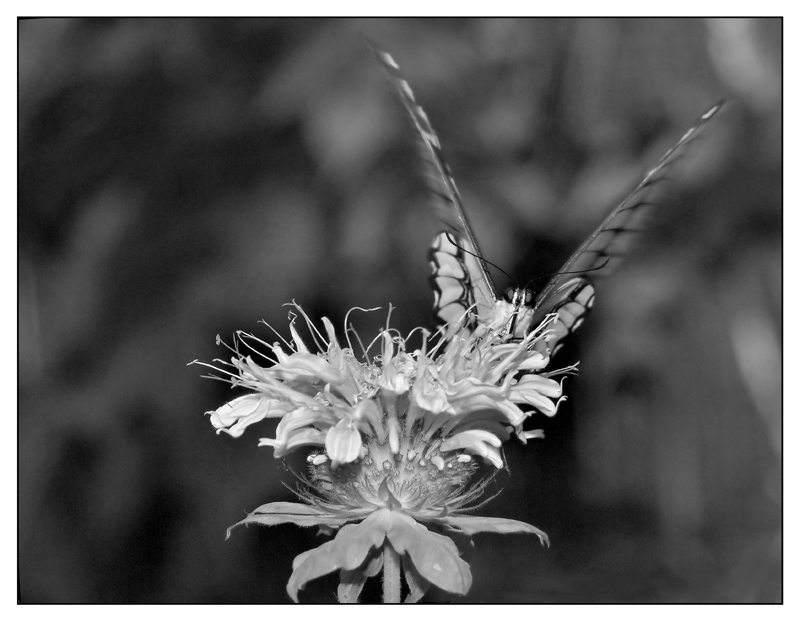 ::: FARFALLA IN ATTERRAGGIO :::