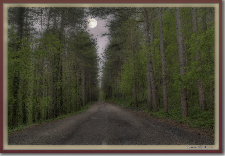 Vieni,..c'� una strada nel bosco