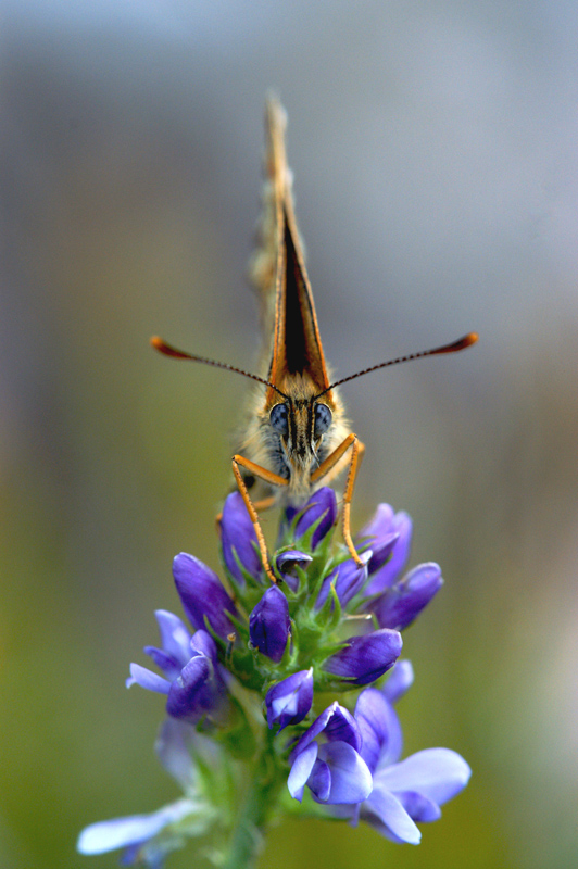 ritratto di farfalla